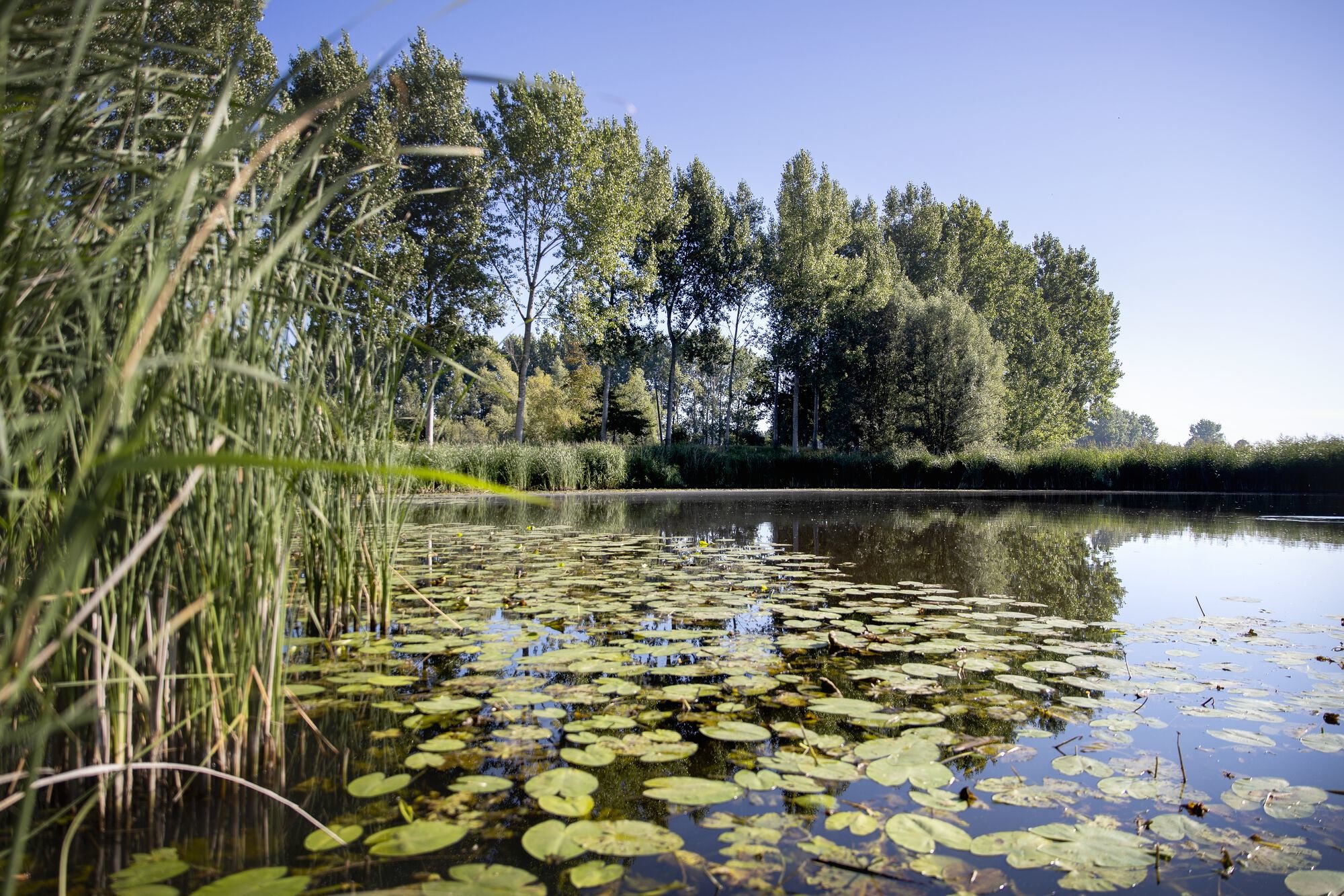 Sint-Jacobsgat Sint-Gillis-Waas waasland grazers