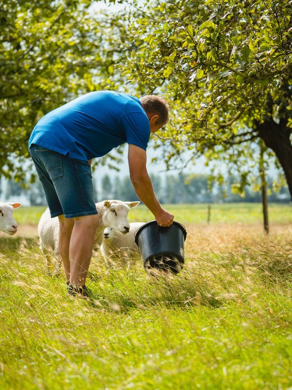 Alexander van de Arenberghoeve voedert de schapen in Kieldrecht, Beveren (Waasland)