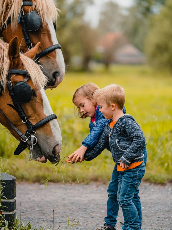 Kindjes geven de paarden van Hof ter Hagen in Lokeren  gras te eten (Waasland)