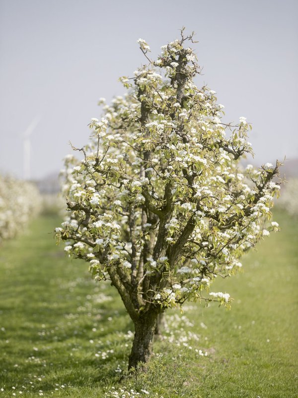 Bloesemtijd in Sint-Gillis-Waas