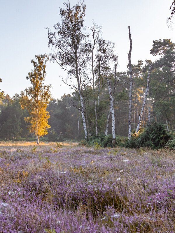 Paarse heide in het Heidebos in bloei