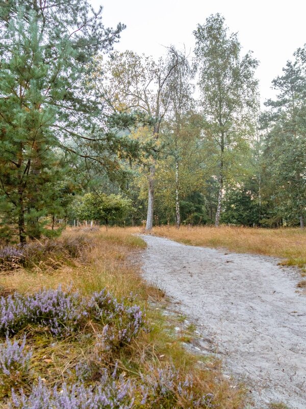 Landschap in het Heidebos