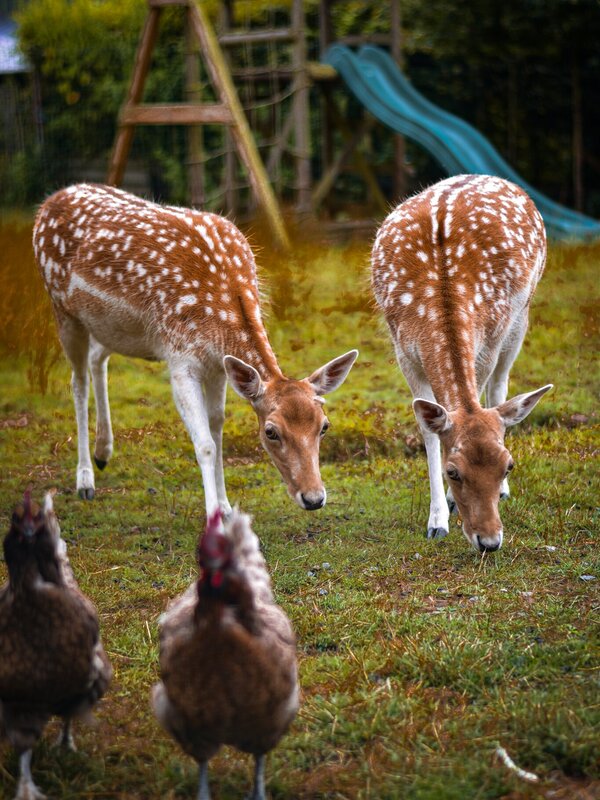 Kinderen vermaken zich al knuffelend met de hertjes