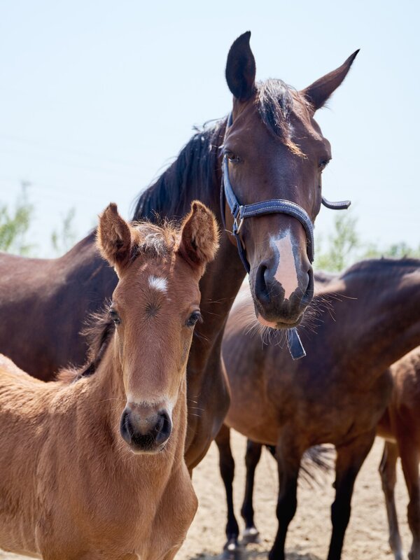 Paarden van de Vlierbeek