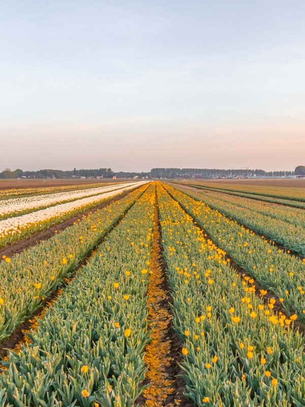 Tulpenveld op de Saleghem wandelroute in Meerdonk