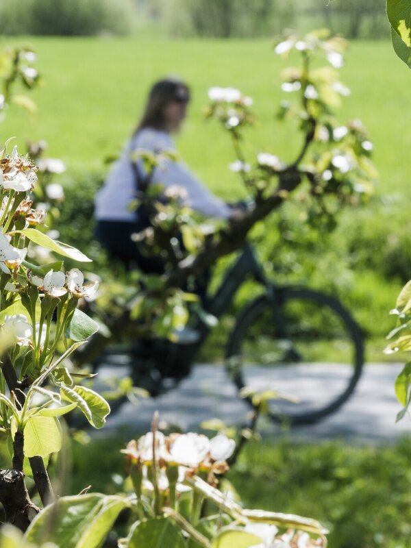 Fietsen langs de bloesems in Sint-Gillis-Waas