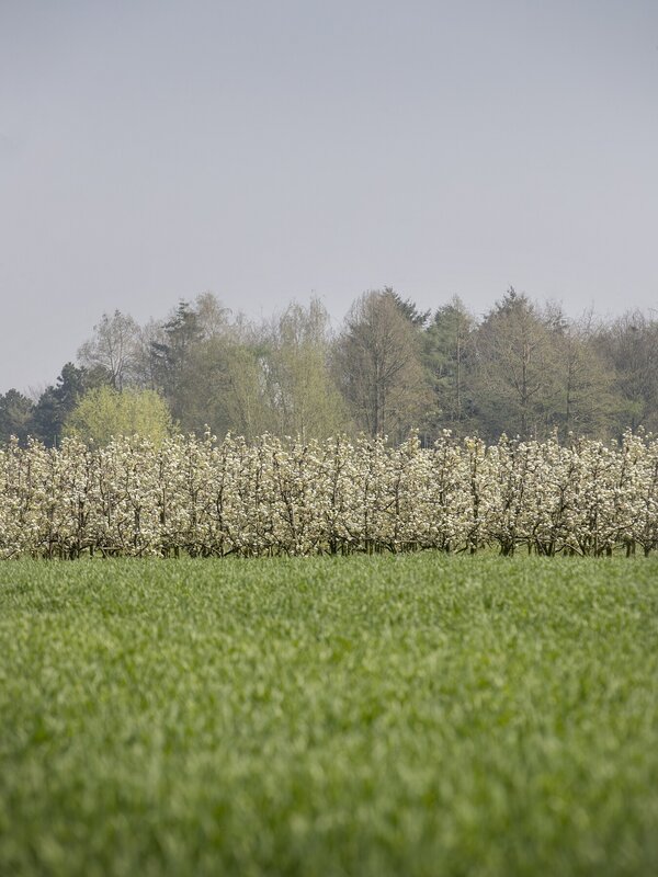 Fruitbomen in Sint-Gillis-Waas